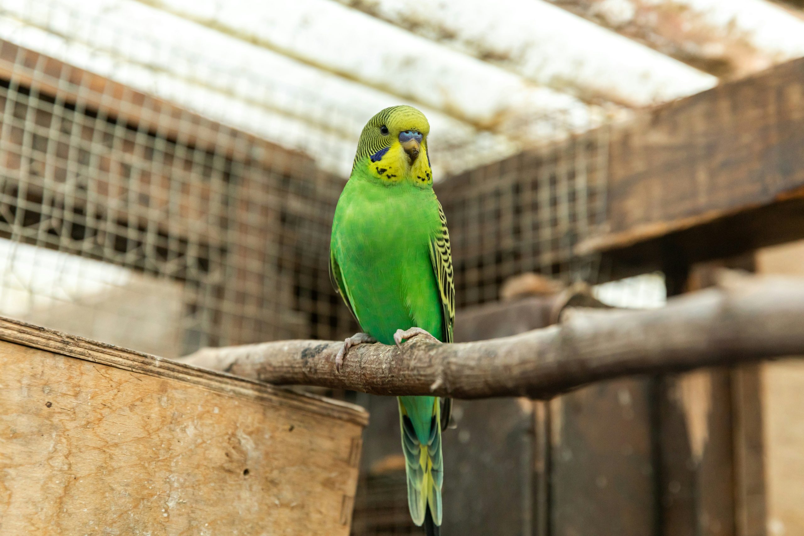 can budgies sleep with the tv on