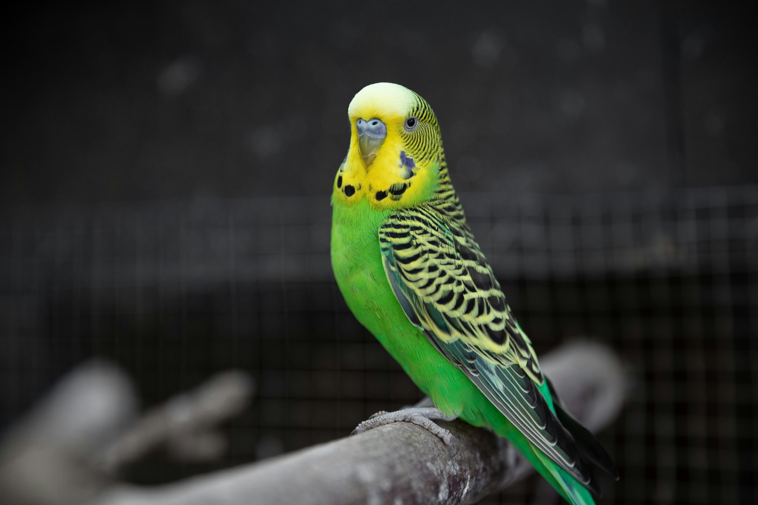 can budgies eat grapes