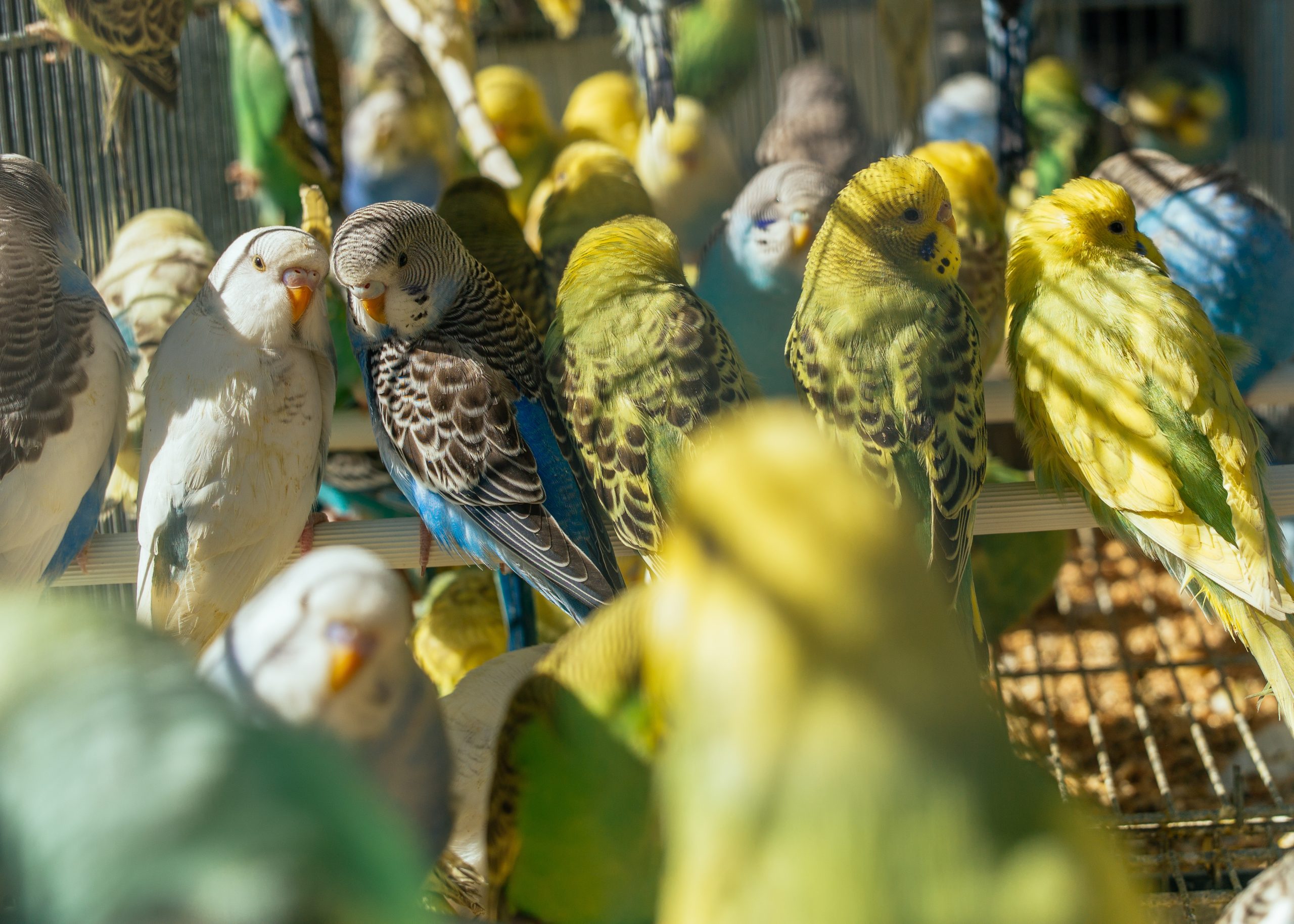 can budgies eat cucumber