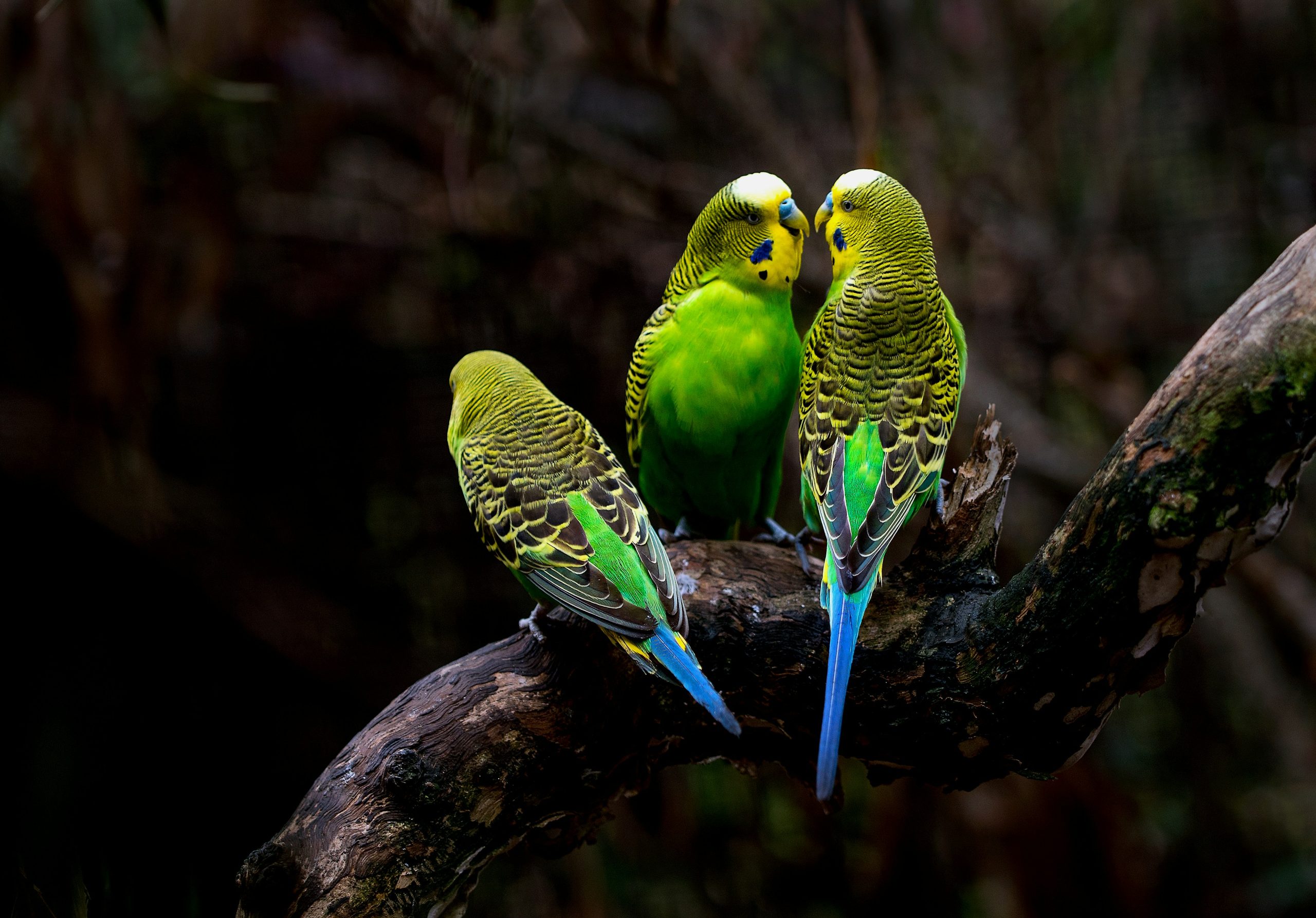 What can budgies eat