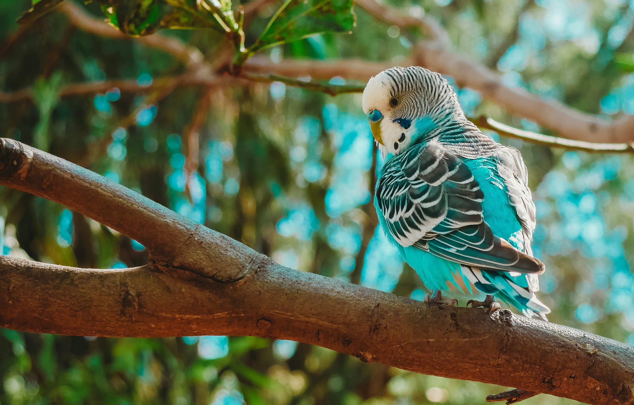 can budgies eat broccoli